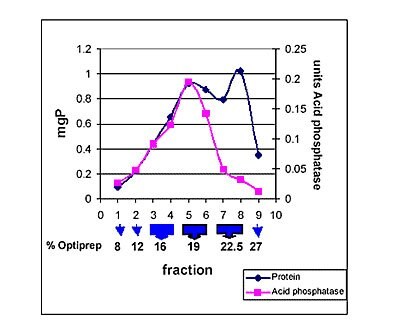 An example of seperation of lysomes from rat liver on an optiprep gradient: 8 mg protein of the CLF were brought to 19% Optirep concentration and then placed on a 5 mi step gradient. The blue arrows show the approximate position of the Optirep gradient. An example of seperation of lysomes from rat liver on an optiprep gradient: 8 mg protein of the CLF were brought to 19% Optirep concentration and then placed on a 5 mi step gradient. The blue arrows show the approximate position of the Optirep gradient.
