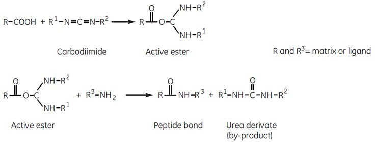 carbodiimide-coupling-reaction Carbodiimide coupling reaction