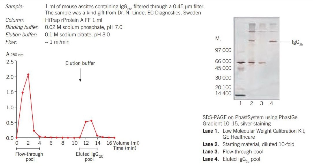 Purifcation of mouse IgG2b from ascites on HiTrap rProtein A FF 1 mL column using a syringe.