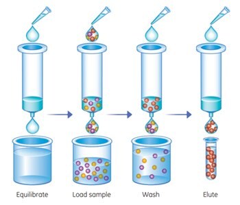 Purifying antibodies with Protein G GraviTrap™ is a simple four-step procedure.