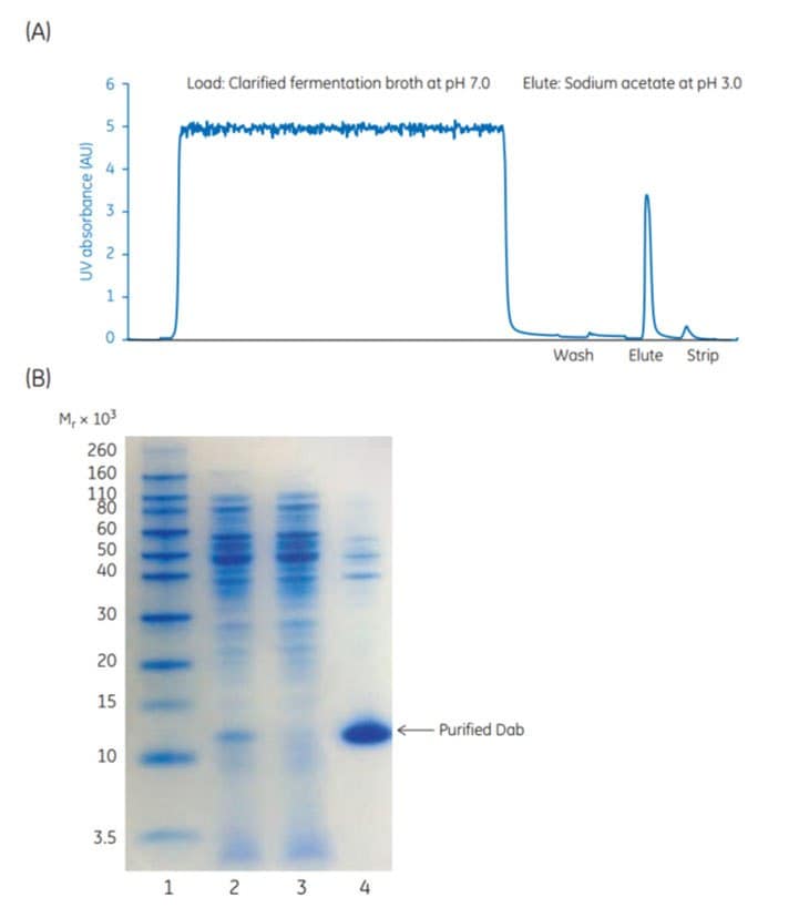 Puriﬁcation of Dab fragments from E. coli and SDS-PAGE under reducing conditions of sample load