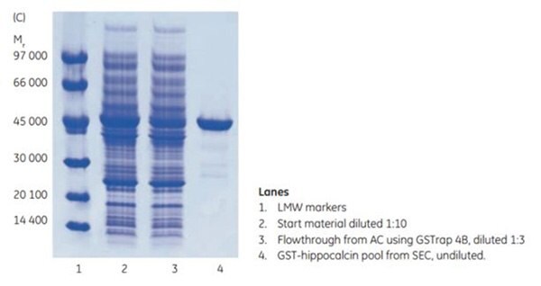 sds-page-gst-hippocalcin SDS-PAGE GST-hippocalcin