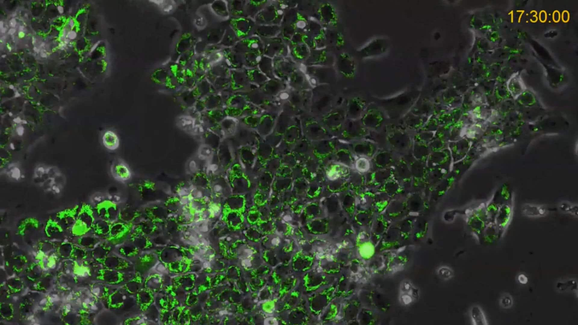 Live Cell Imaging of Hypoxia in Cancer Cells using the CellASIC® ONIX2 Microfluidic System