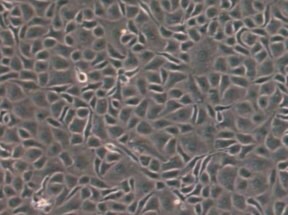 BAE-1 -endothelial BAE-1 -endothelial