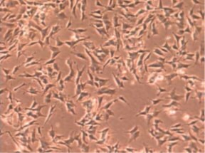 SH-SY5Y -neuronal SH-SY5Y -neuronal