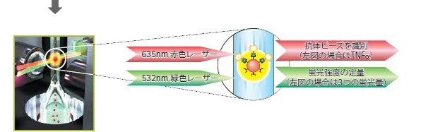 フローサイトメトリー技術を利用し、2種類のレーザーで標的タンパク質量とビーズ番号の測定を行います。 フローサイトメトリー技術を利用し、2種類のレーザーで標的タンパク質量とビーズ番号の測定を行います。
