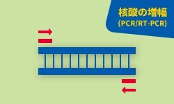 核酸の増幅(PCR/RT-PCR) 核酸の増幅(PCR/RT-PCR)