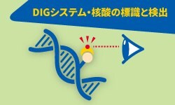 DIGシステム・核酸の標識と検出 DIGシステム・核酸の標識と検出