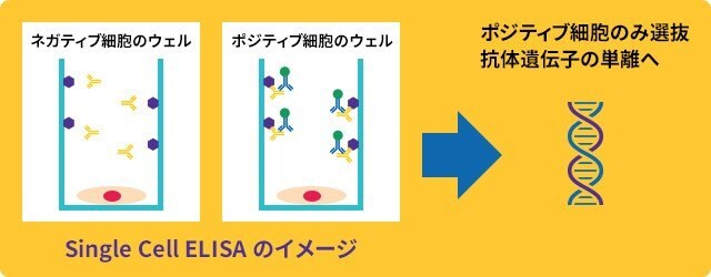 リコンビナントウサギ リコンビナントウサギ