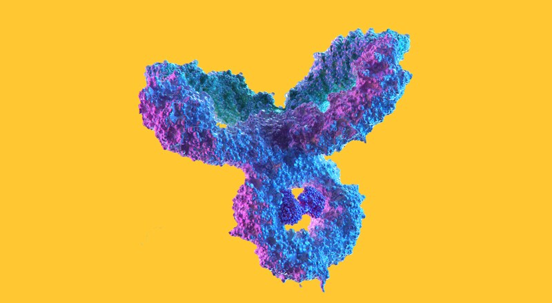 antibody antibody