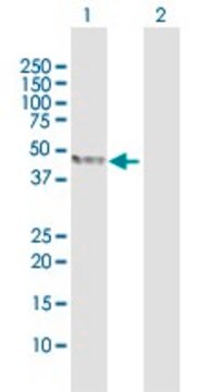 Anti-TDO2 antibody produced in rabbit purified immunoglobulin, buffered aqueous solution