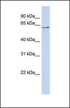 Anti-BTNL9, (N-terminal) antibody produced in rabbit affinity isolated antibody