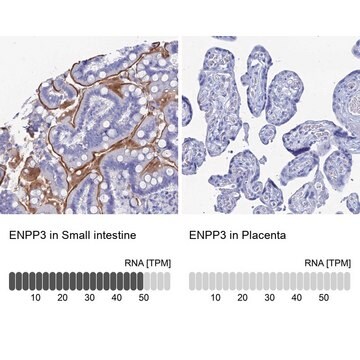 Anti-ENPP3 antibody produced in rabbit Prestige Antibodies&#174; Powered by Atlas Antibodies, affinity isolated antibody, buffered aqueous glycerol solution