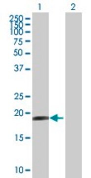 Anti-HESX1 antibody produced in mouse purified immunoglobulin, buffered aqueous solution