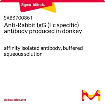 Anti-Rabbit IgG (Fc specific) antibody produced in donkey affinity isolated antibody, buffered aqueous solution