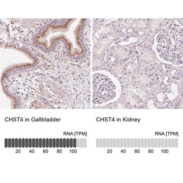 Anti-CHST4 antibody produced in rabbit Prestige Antibodies&#174; Powered by Atlas Antibodies, affinity isolated antibody, buffered aqueous glycerol solution