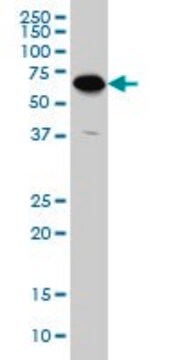 Monoclonal Anti-ATP6V1C2 antibody produced in mouse clone 3D5, purified immunoglobulin, buffered aqueous solution