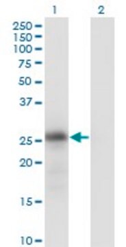 Monoclonal Anti-KLK6 antibody produced in mouse clone 4A10, purified immunoglobulin, buffered aqueous solution