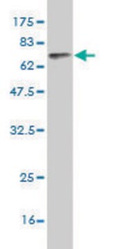 Monoclonal Anti-TGFB1I1 antibody produced in mouse clone 4B2-D8, purified immunoglobulin, buffered aqueous solution