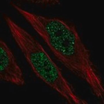 Anti-RFX1 antibody produced in rabbit Prestige Antibodies&#174; Powered by Atlas Antibodies, affinity isolated antibody, buffered aqueous glycerol solution