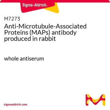 Anti-Microtubule-Associated Proteins (MAPs) antibody produced in rabbit whole antiserum