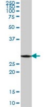 Anti-PSME1 antibody produced in mouse purified immunoglobulin, buffered aqueous solution