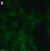 Anti-phospho-GSK3&#946; Ser9 Antibody, clone 6K18 ZooMAb&#174; Rabbit Monoclonal recombinant, expressed in HEK 293 cells