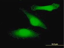 Monoclonal Anti-GSK3B antibody produced in mouse clone 1H3, purified immunoglobulin, buffered aqueous solution