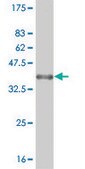 Monoclonal Anti-RUNX1 antibody produced in mouse clone 2C10, purified immunoglobulin, buffered aqueous solution
