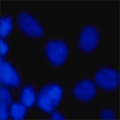 bisBenzimide H 33342 trihydrochloride &#8805;98% (HPLC and TLC)