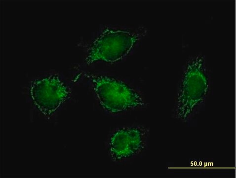 Anti-ATPIF1 antibody produced in mouse purified immunoglobulin, buffered aqueous solution