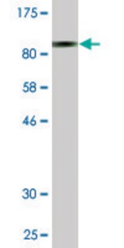 Monoclonal Anti-GPNMB antibody produced in mouse clone 3A5, purified immunoglobulin, buffered aqueous solution