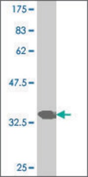 ANTI-PAX7 antibody produced in mouse clone 2B9, purified immunoglobulin, buffered aqueous solution