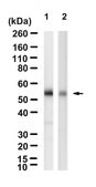 Anti-phospho Lyn (Tyr507) Antibody, clone 1I11 ZooMAb&#174; Rabbit Monoclonal recombinant, expressed in HEK 293 cells
