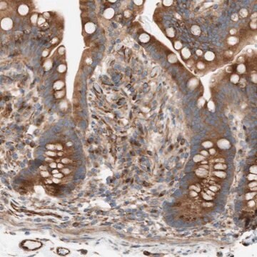 Anti-C1orf43 antibody produced in rabbit Prestige Antibodies&#174; Powered by Atlas Antibodies, affinity isolated antibody, buffered aqueous glycerol solution