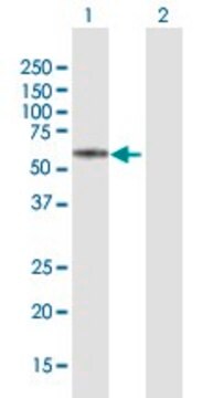 ANTI-KRT74 antibody produced in mouse purified immunoglobulin, buffered aqueous solution