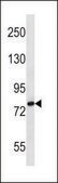 ANTI-SLC9A2 (C-TERM) antibody produced in rabbit IgG fraction of antiserum, buffered aqueous solution