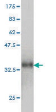 Monoclonal Anti-CCL14 antibody produced in mouse clone 1F12, purified immunoglobulin, buffered aqueous solution