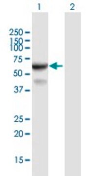 Anti-IFIT3 antibody produced in mouse purified immunoglobulin, buffered aqueous solution