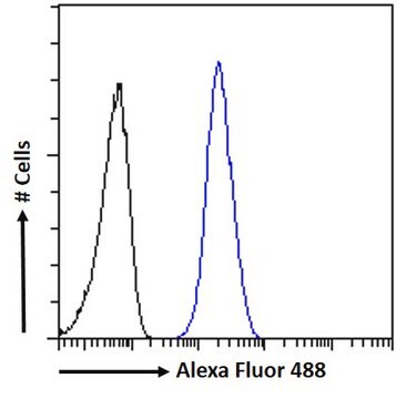 Anti-AIBZIP/CREB3L4 antibody produced in goat affinity isolated antibody, buffered aqueous solution