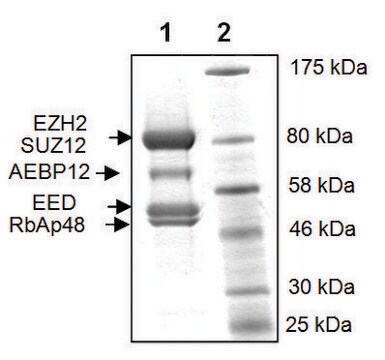 EZH2 /EED/SUZ12/RbAp48/AEBP2 human recombinant, expressed in baculovirus infected Sf9 cells, &#8805;90% (SDS-PAGE)