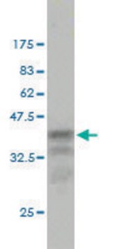 Monoclonal Anti-CCT7 antibody produced in mouse clone 1D6, purified immunoglobulin, buffered aqueous solution