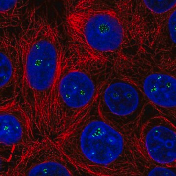 Anti-HDAC10 antibody produced in rabbit Prestige Antibodies&#174; Powered by Atlas Antibodies, affinity isolated antibody