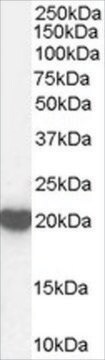 Anti-Peroxiredoxin 2 antibody produced in goat affinity isolated antibody, buffered aqueous solution