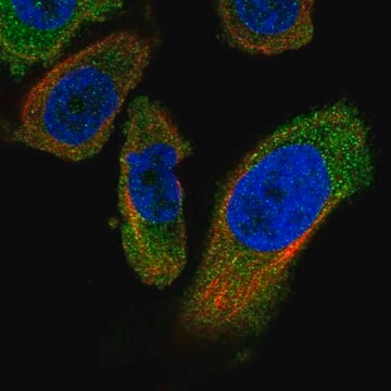 Anti-PANK4 antibody produced in rabbit Prestige Antibodies&#174; Powered by Atlas Antibodies, affinity isolated antibody