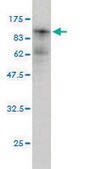 Monoclonal Anti-PRKCI antibody produced in mouse clone 1G11, purified immunoglobulin, buffered aqueous solution