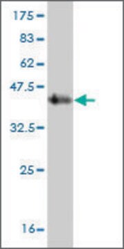 Monoclonal Anti-SDHC antibody produced in mouse clone 3G7, purified immunoglobulin, buffered aqueous solution