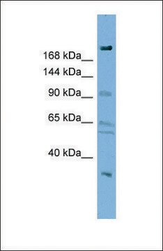 Anti-DIP2A, (N-terminal) antibody produced in rabbit affinity isolated antibody