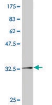 ANTI-ZIC2 antibody produced in mouse clone 4A7, purified immunoglobulin, buffered aqueous solution