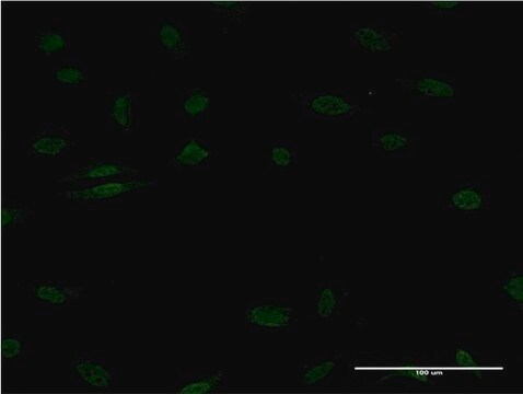 ANTI-EGR1 antibody produced in mouse clone 1F5, purified immunoglobulin, buffered aqueous solution